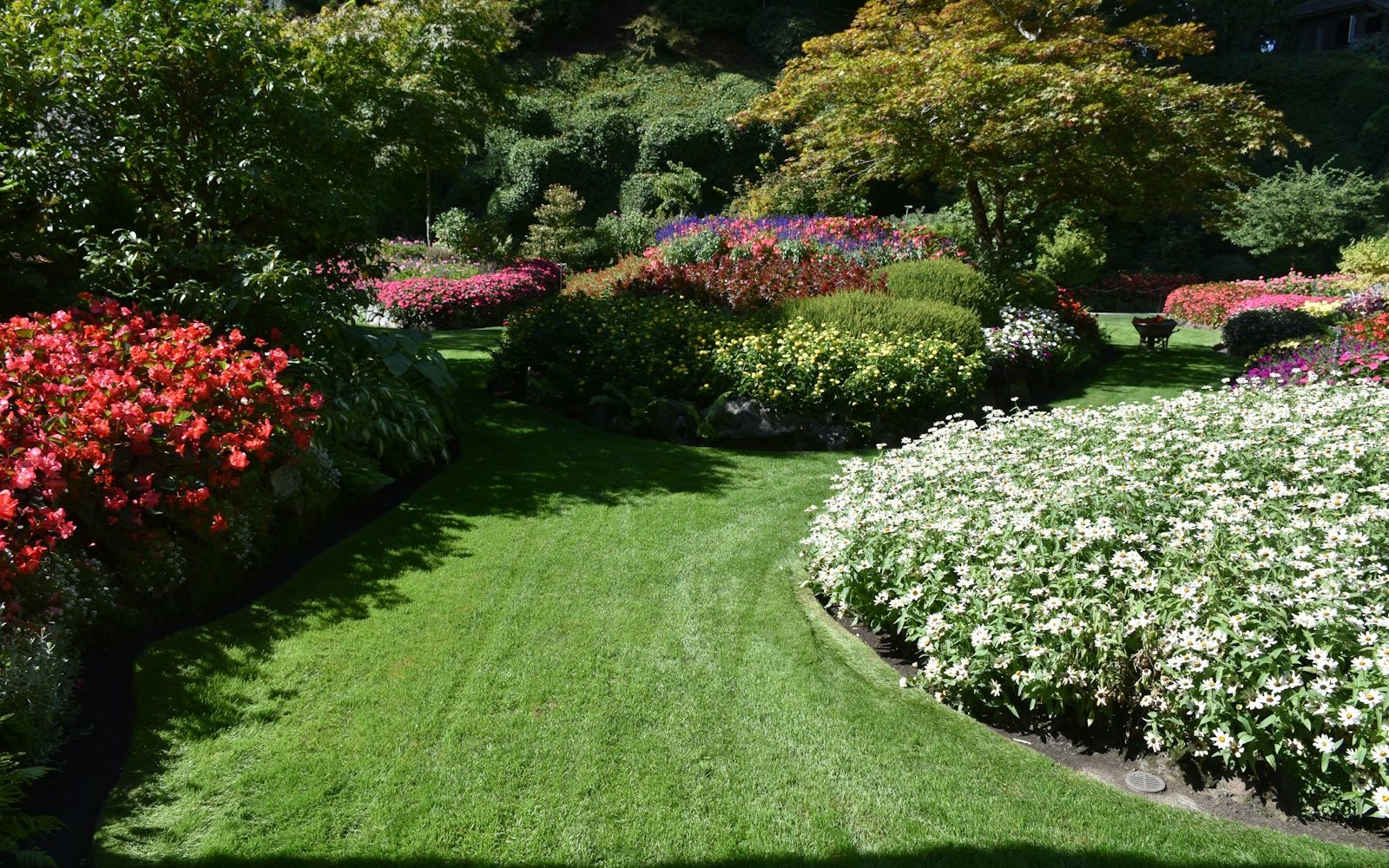 a lush green lawn with white and red flowers